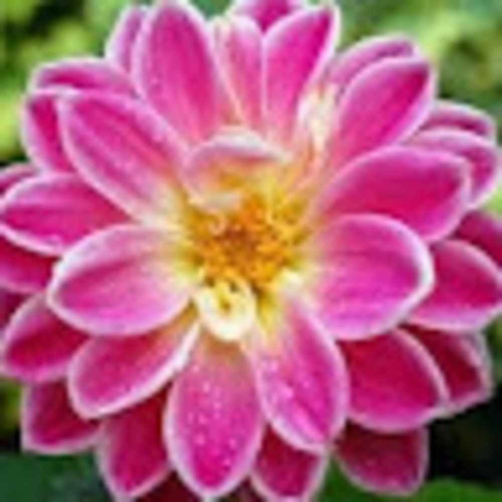 Meet your Posher, Cassidy